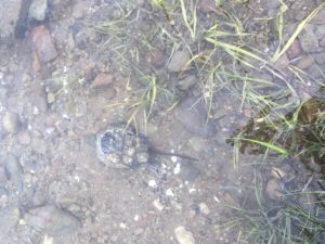 A male horseshoe crab at Stephens Field.