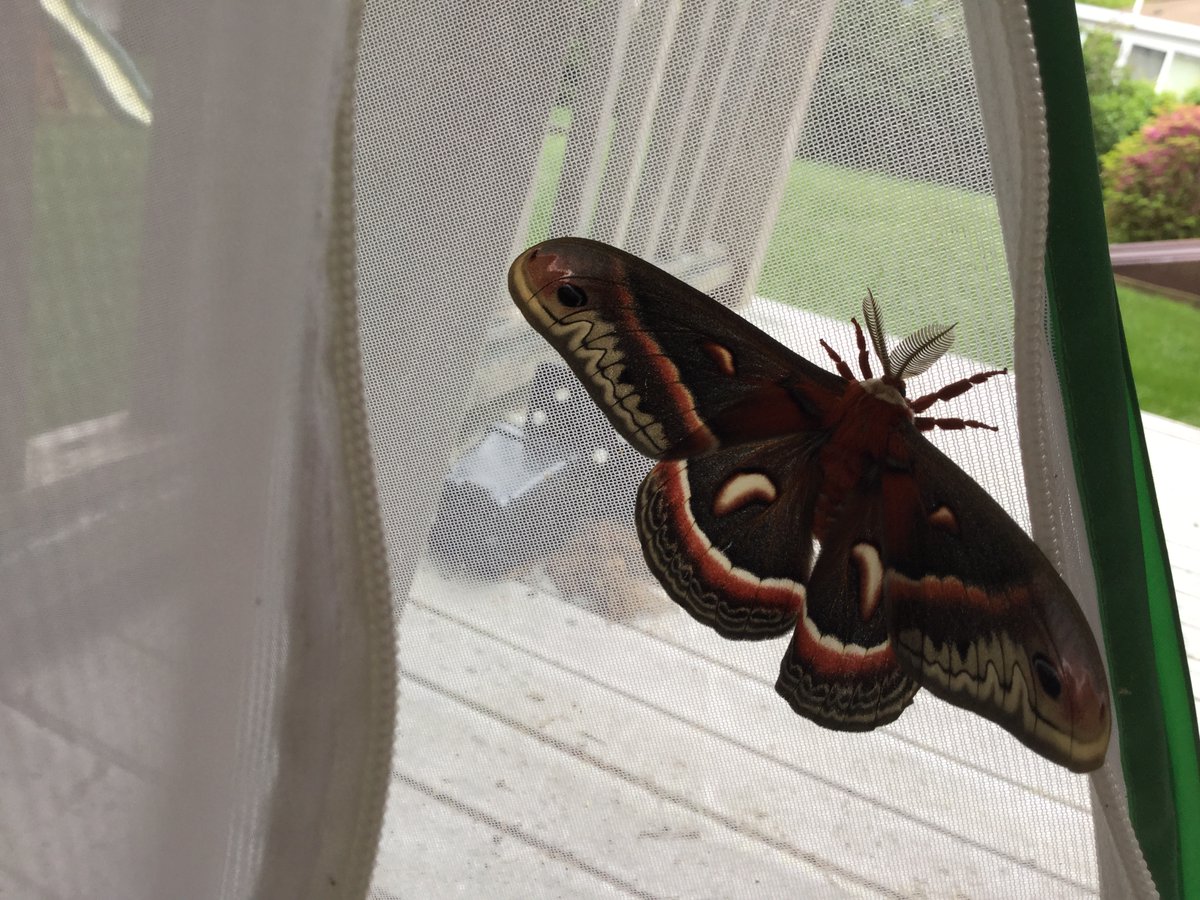 The Cecropia species is the largest moth in North America.