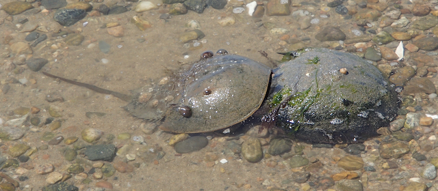 Horseshoe Crabs