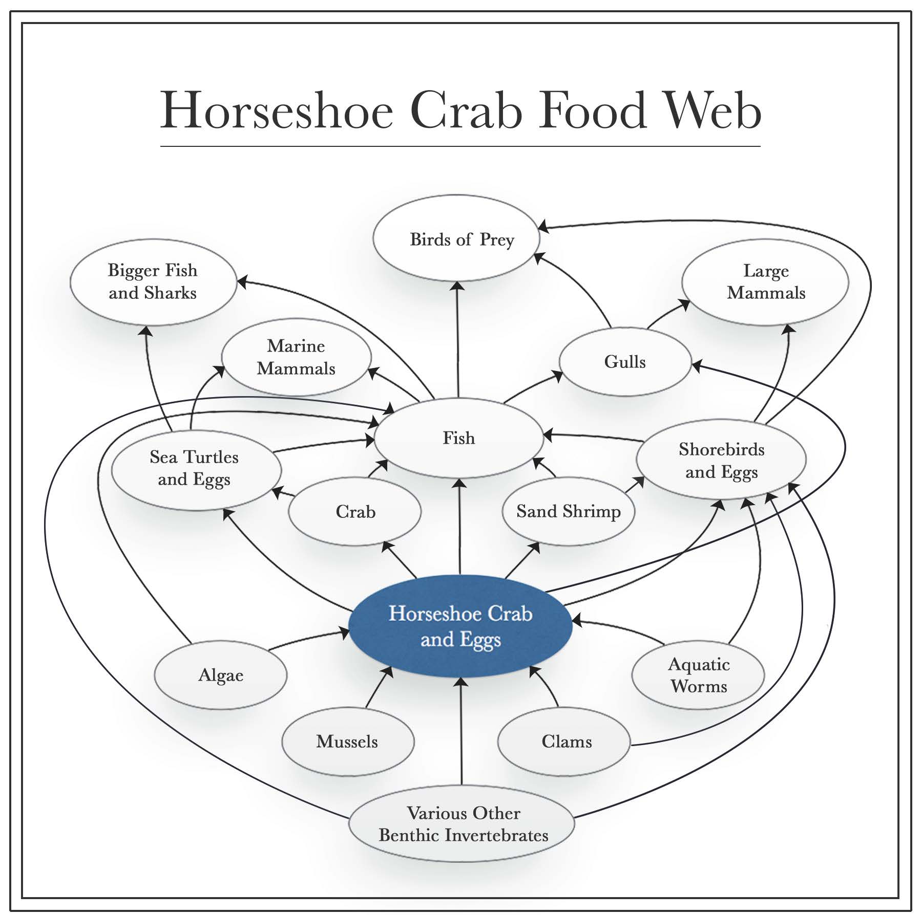 Horseshoe Crab Food Web